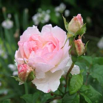 毎日ピンクの日の画像 by ksmzさん | 小さな庭とシャリファアスマと毎日ピンクの日とピンクの花とピンク❤︎ピンクときれいとおうち園芸と花いろいろとガーデニングとかわいいとかわいいな♡と優しい色と地植え