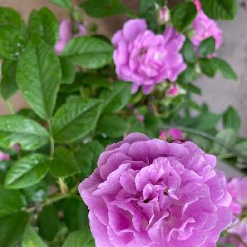 色鮮やか♪の画像 by meimommyさん | 小さな庭とマニントンモーブランブラーとバラとスマホ撮影とお花がある暮らしとばら バラ 薔薇とお庭の記録と色鮮やか♪と2020同期とつるバラとナチュラルガーデンとおうち園芸