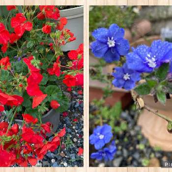 真っ赤❤の画像 by まるさん | 小さな庭とpwブルーマイマインドと真っ赤❤と鉢植えと我が家の庭のお花と鉢植えゼラニウム