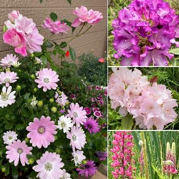 やっぱり花が好き♡の画像 by hirocoさん | 小さな庭とピンクアイスバーグとルピナスと西洋シャクナゲと石楠花  紫炎とオステオスペルマムと季節の花を楽しむと花のある幸せと福島県と薔薇のある暮らし♡とGSのみなさんに感謝♡とお家園芸とGSに感謝。と花のある暮らしとやっぱり花が好き♡