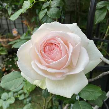 素敵な花の画像 by わこ✡️さん | つるばら・ブランピエールドロンサールとばら バラ 薔薇と素敵な花と薔薇大好き❤️とおうち園芸と素敵な色合いと花のある暮らしと白い花