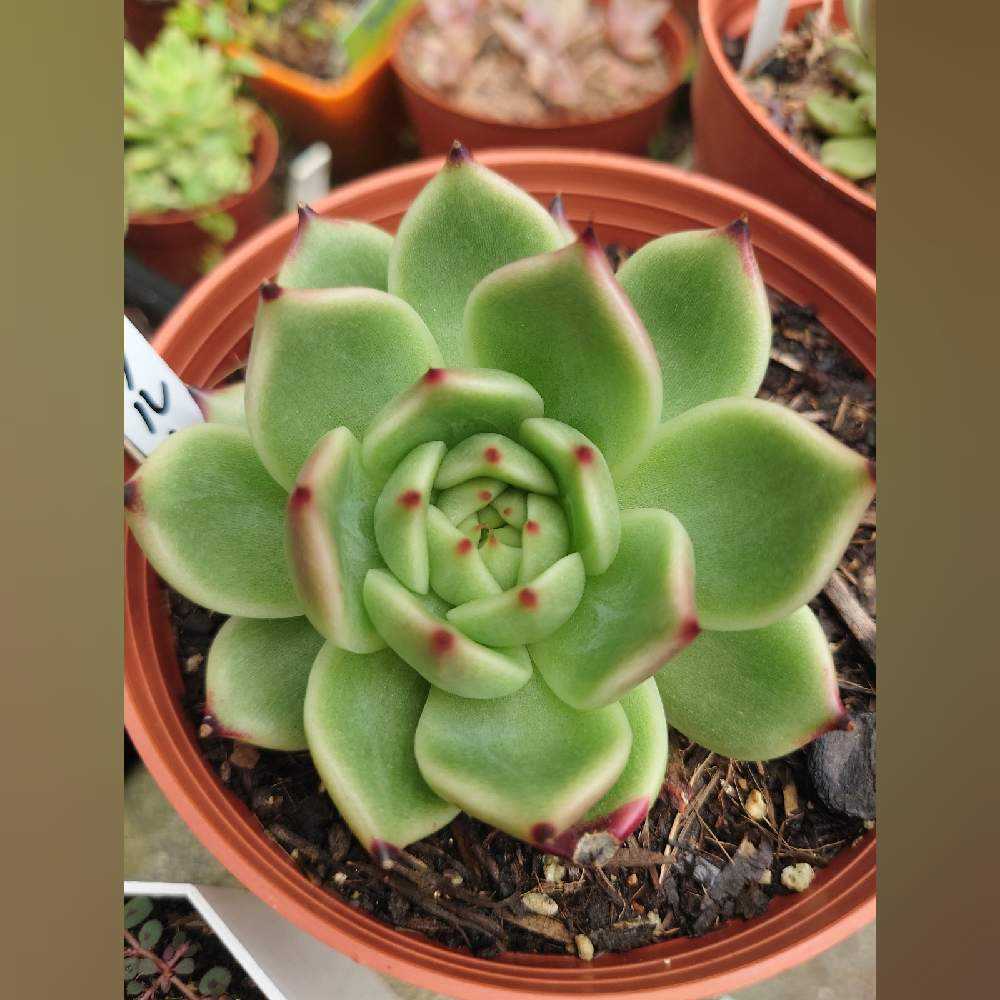 多肉植物 ブルードラゴン ブルードラゴン – 多肉植物の通販・販売サイト tawawa