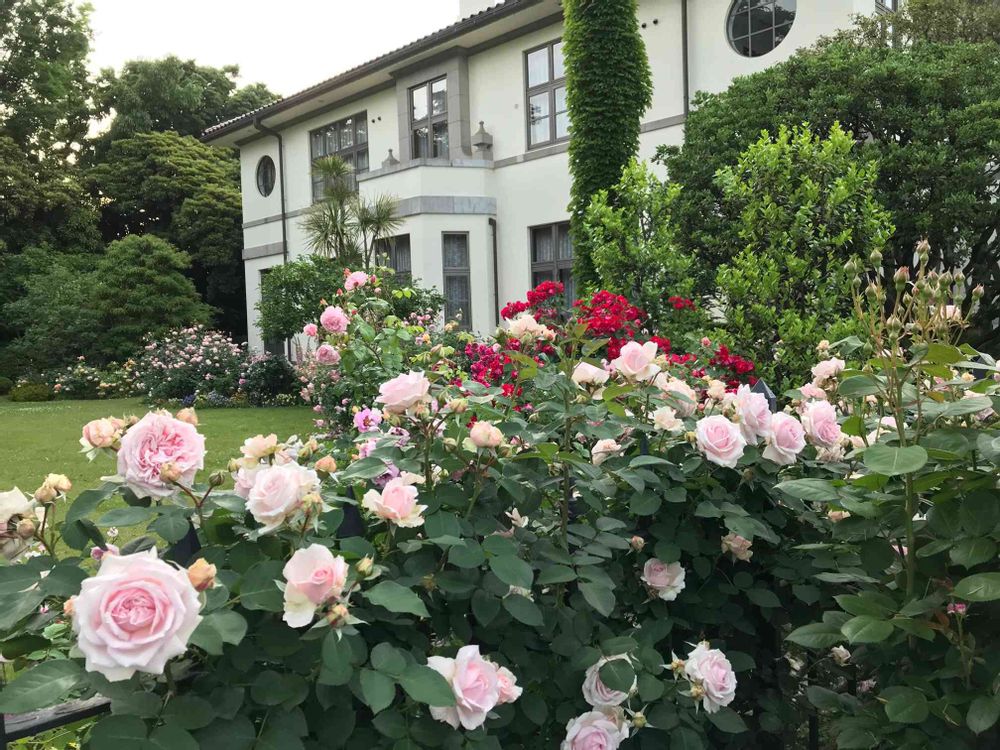 ぽむさんの港の見える丘公園への投稿