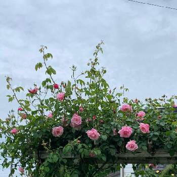 スパニッシュビューティーの画像 by つゆみさん | スパニッシュビューティーとありがとうと薔薇暮らしと癒されてと私の庭と花のある暮らしと地植えとばらに魅せられて