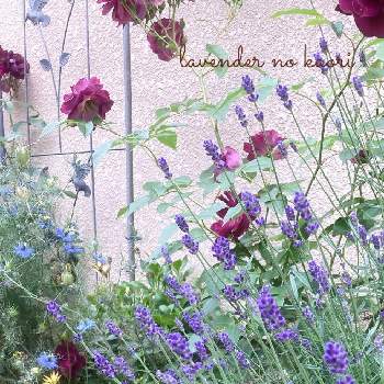 ラベンダー大好きの画像 by lavenderの香りさん | 小さな庭とラベンダー大好きとバーガンディ・アイスバーグとラベンダー　オカムラサキ