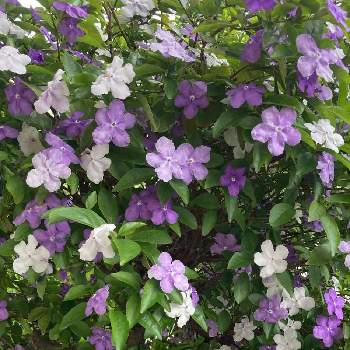 ニオイバンマツリ♡の画像 by まるさん | 小さな庭と色の変化が楽しめると我が家の庭のお花とニオイバンマツリ♡と紫色から白色へと地植え