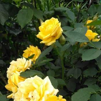 黄色い薔薇♡の画像 by 滝山こまちさん | 黄色い薔薇♡