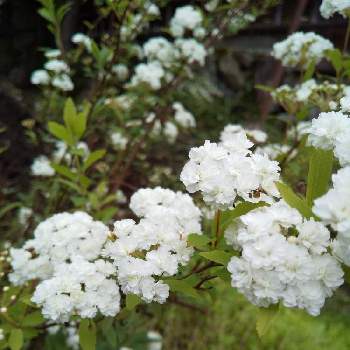 長野県の画像 by ゆみさん | 広い庭とコデマリと初夏とおうち園芸と長野県と花のある暮らしと白い花