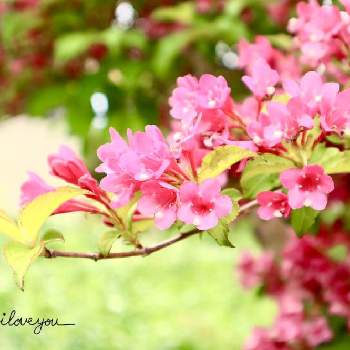 ウツギ♡の画像 by Hana★さん | お出かけ先とウツギと自然大好きとピンクのお花とウツギ♡と風に揺れてと花が好き