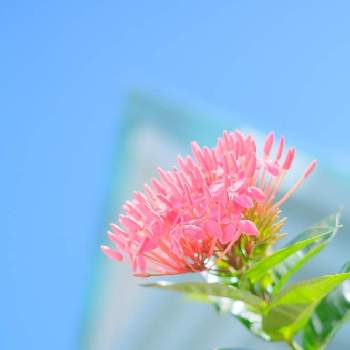 サンタンカの画像 by aquamarineさん | お出かけ先とサンタンカと散歩道とピンクの花