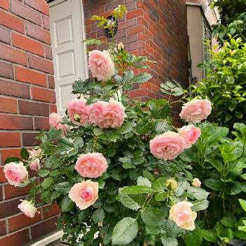 花好きさんと繋がりたいの画像 by Kazbaさん | 玄関とピエールドロンサールとばら バラ 薔薇と花好きさんと繋がりたいとお花に癒されてと我が家の庭と薔薇の香りと花が好き