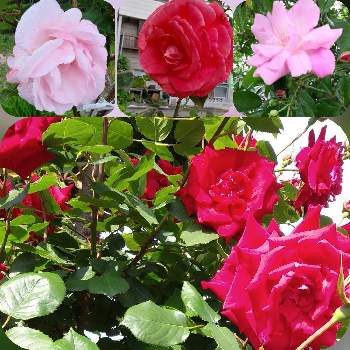 お散歩♪の画像 by 妖精さん | お出かけ先と薔薇とお散歩♪と春のお花と良い香り♡とお気に入り♡と薔薇を楽しむと華やか♡と花のある暮らしとロザリアンと素敵