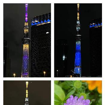ライトアップの画像 by Momo❣️さん | (東京スカイツリー)とスカビオサと春のお花と青い花とハート❤と幸せの花と青い花マニアと東京スカイツリーとライトアップ