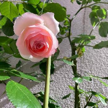 バラ・ピエールドゥロンサールの画像 by ayumiiさん | 小さな庭とno flower no lifeとグリーンのある暮らしとバラ・ピエールドゥロンサールとおうち園芸と都心ガーデニングと花のある暮らしとほったらかしガーデニング