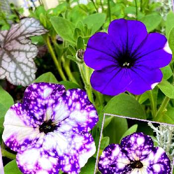 お気に入り♪の画像 by 仁美さん | 紫のお花♡と綺麗に咲いたよ♪とペチュニア ナイトスカイ☆と小さな幸せ♡とペチュニア☆とお気に入り♪と魅力的✩°｡⋆と癒される♡と小さな宇宙♪と星空コレクション☆と鉢植え
