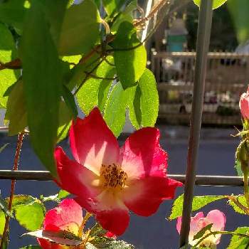 つるバラカクテルの画像 by Momimamaさん | エントランスとバラ 鉢植えとつるバラとばら バラ 薔薇とつるバラカクテル