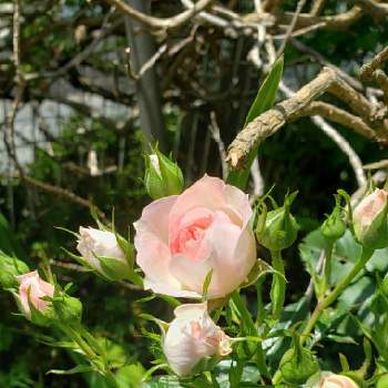 ピンクの薔薇の画像 by furutokoさん | 小さな庭と花のある暮らしとピンクの薔薇