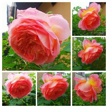 可愛いね♡の画像 by クッキーさん | 小さな庭とバラはいいなぁと薔薇・バラ・ばらとナチュラルガーデンに憧れてと薔薇　ジュビリー・セレブレーションと寄せ植えが好きと小さなお庭と可愛いね♡