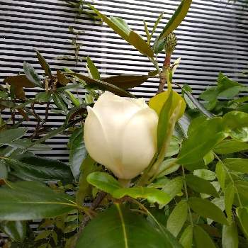 南国の植物の画像 by みないさん | タイサンボクと沖縄と南国植物と南国の植物と南国の花