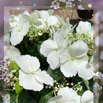 色変わりの画像 by Angelaさん | テラスと紫陽花とラグランジア ブライダルシャワーとPWとおうち園芸と宿根草♪と5月と白い花と色変わり