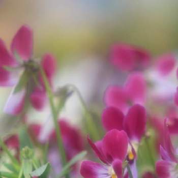 55の画像 by 　　tuguさん | ビオラとキュンキュン乙女倶楽部とお散歩写真とウサギビオラと目が合っちゃったと花のある暮らしと55と可愛らしいビオラとピンク ぴんく Pink