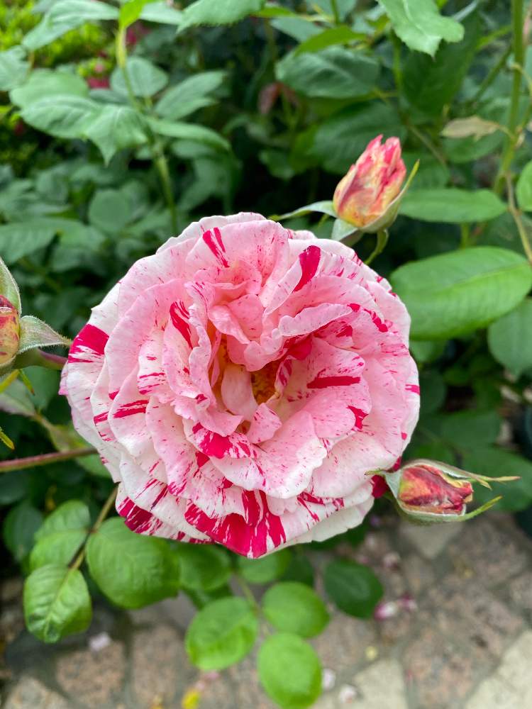 小さな庭の投稿画像 By しげちんさん 薔薇 とアメリカとバラ センチメンタルと薔薇 とアメリカとバラ センチメンタル 22月5月15日 Greensnap グリーンスナップ Greensnap グリーンスナップ