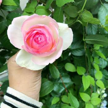 バラ・ピエールドゥロンサールの画像 by hinamama ♡さん | 小さな庭とバラ・ピエールドゥロンサールとシェード花壇