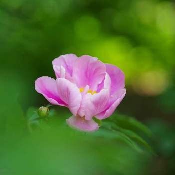 玉ボケの画像 by XLCRさん | 小さな庭と芍薬とシャクヤクとグリーンアクセサリー♪と一重咲きとピンク色の花と花のある暮らしと花を撮る暮らしと玉ボケ