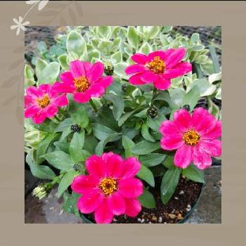 ジニア百日草の画像 by さわこさん | 小さな庭とベビーサンローズとジニア（百日草）とピンク色の花とジニア百日草とベビーサンローズ❤︎