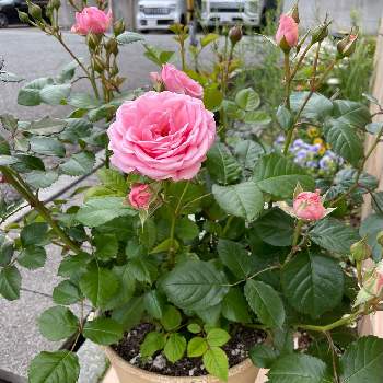 ダイカンドラの投稿画像一覧 Greensnap グリーンスナップ