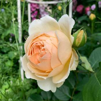 バラ ジュード・ジ・オブスキュアの画像 by micooolさん | 小さな庭と薔薇♡とばら バラ 薔薇とバラ ジュード・ジ・オブスキュアとおうち時間とデビットオースチンと花のある生活とバラのある暮らしとおうち園芸とイングリッシュ・ローズとガーデニングと癒し…♡と花のある暮らしと薔薇♪とERとバラを楽しむと薔薇に魅せられて