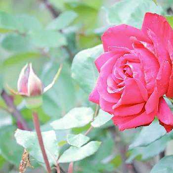 赤い花♡の画像 by けいちゃんさん | 広い庭とバラ、薔薇、ばらとばら バラ 薔薇と庭の花と真っ赤なバラと赤い花♡とバラを楽しむと咲いた！