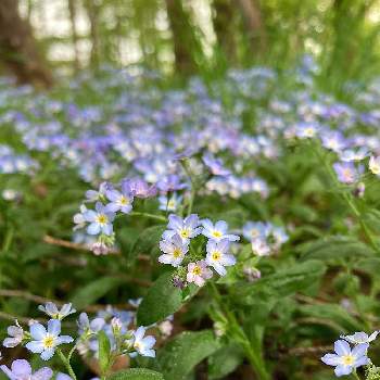 野生の草花