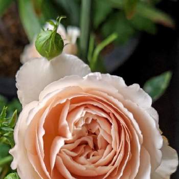 プリンセス シャルレーヌ ドゥ モナコの画像 by パンジーさん | 小さな庭とプリンセス シャルレーヌ ドゥ モナコとお花を楽しむとばら バラ 薔薇と返り咲きとお庭のお花と薔薇イルミナーレ♪とおうち園芸とプリンセス シャルレーヌ ドゥ モナコ✿.*･と鉢植えとガーデニングと薔薇♪とばら 薔薇 バラ