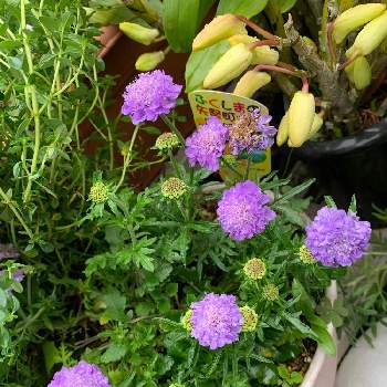 大好きな植物の画像 by あぁちゃんさん | 小さな庭とスカビオサと大好きな植物ときれいとおうち園芸と大好きな時間と芸術的と大好きなお花と癒されると可愛い