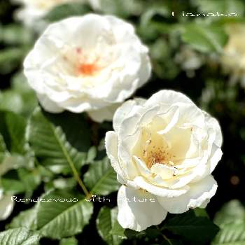 荒牧バラ園の画像 by ハナコさん | お出かけ先と薔薇　マーガレット・メリルとバラ♪と荒牧バラ園