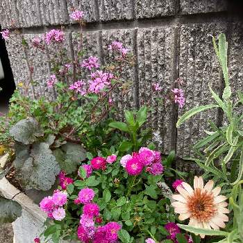 嬉しい♡の画像 by てるてる坊主さん | エントランスとピンクの花とGS日和とおうち園芸と元気もらえると嬉しい♡と小ちゃいバラたちと花のある暮らしとかわいいと日本を元気に♡とミニ薔薇　マーベラス