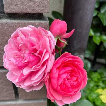 美味しいの画像 by toyoさん | アプローチとバラと樹木と美味しいとピンク❤︎ピンクと美しいとピンクと赤い花と可愛いといやされるとバラ・ミニバラ