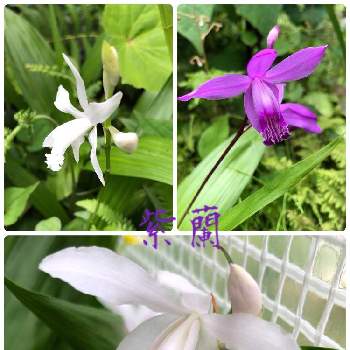 庭の植物の画像 by ちぃちぃさん | 小さな庭と山野草とおうち園芸と庭の植物と季節のお花と和的植物