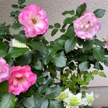 美味しいの画像 by toyoさん | アプローチとバラとクレマチスと樹木と美味しいとピンク❤︎ピンクと美しいとピンクと赤い花と白い花といやされるとバラ・ミニバラ