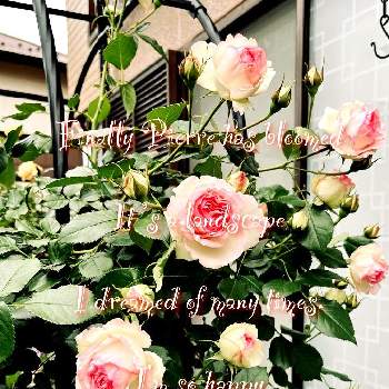 可憐な花の画像 by hanahiroさん | 小さな庭と感動！と可憐な花と植物のある暮らしとピエール  ドゥ  ロンサールと花と緑のある暮らしとばら バラ 薔薇と薔薇愛同盟と薔薇好きとバラ・ピエールドゥロンサールと薔薇のアーチと癒しとつるバラと薔薇沼と可愛いと花のある暮らしと薔薇♪と花が好きと薔薇は恋人と植物に癒されてと咲いた！