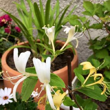小さい庭の画像 by Yo4649さん | テラスと植物のある暮らしと小さい庭とハニーサックル♪と中庭といろんな色と黄色い花と可愛いと花のある暮らしと白い花といやし♪