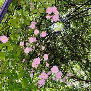平塚花菜ガーデンの画像 by Doraさん | お出かけ先と薔薇♪とお出かけ先にてと平塚花菜ガーデン