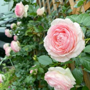 バラ・ピエールドゥロンサールの画像 by ＊mimi＊さん | 小さな庭とばら バラ 薔薇とバラ・ピエールドゥロンサールとバラ大好きとバラのある暮らしとバラ 鉢植えと花のある暮らし