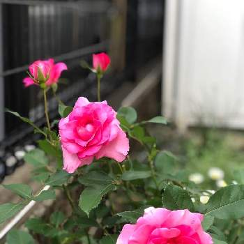 初めてのバラの画像 by sao saoさん | 小さな庭とローズうららと初めてのバラと可愛いお花と癒しとお花も葉っぱも好きとお花は癒やし♡と可愛い♡