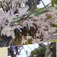 セッコク,初夏の訪れ,しぞーか勢,母の自慢の花,我家の 今の庭の画像