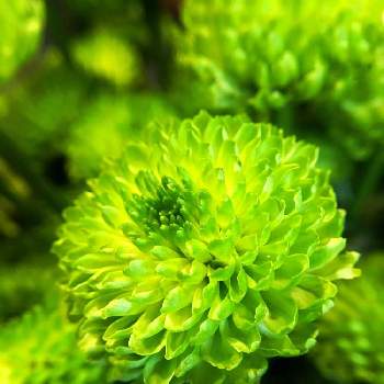 スプレー菊の画像 by C.Brushさん | スプレー菊とフロッギー。とグリーンとグリーン！グリーン！グリーン！とスプレーキク