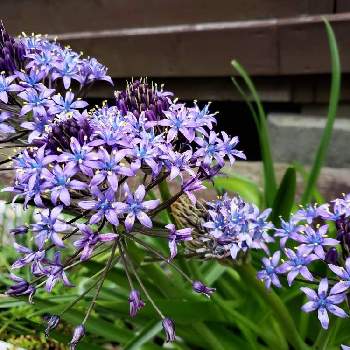花と植物のある暮らしの画像 by イレブンさん | シラー・ペルビアナと紫の花と花のある暮らしと友人からの写真と花と植物のある暮らし