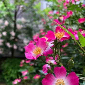 GSでバラ園の画像 by rupuさん | 小さな庭と安曇野とバラタニランとウクライナに平和をと薔薇愛同盟とがんばれ！がんばれ！とありがとう♡とシェードガーデンとピンク❤︎ピンクとおうち園芸とGSでバラ園とかわいいな♡と埼玉県さいたま市