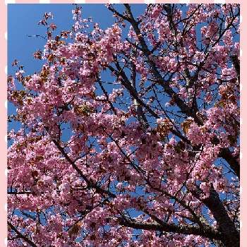 さくら サクラ 桜の画像 by キキさん | お出かけ先とさくら サクラ 桜とちいさいお花と小さな花で幸せをとげんきになぁれ！と最愛の友へ届けとLife is beautifulとビューティフルサンデーと美しく咲くと花言葉に心をのせてと美しく青きドナウとめぐり逢と楽しく元気に頑張ろうと皆んな幸福にといつも心に太陽をとげんきもらえますとピンクワールドへ ようこそと青空とコラボシリーズと明日はきっと良い日になるとほんのりピンクが好きとファンタスティックブルーとさくら